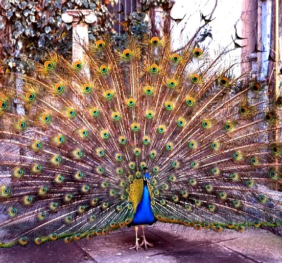 ~::~ Beautiful Peacock ~::~ Dz9ef710