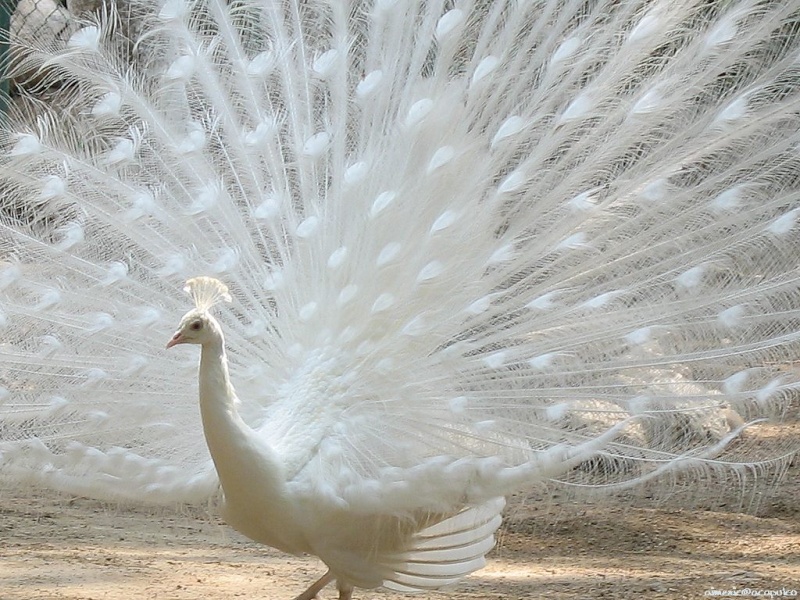 ~::~ Beautiful Peacock ~::~ Peacoc11