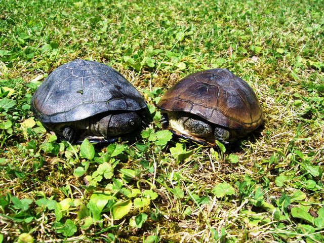 nos deux tortues 100_0212