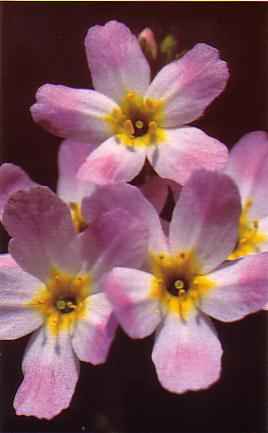 Las 38 flores del Dr. Bach (33-38) Violet10