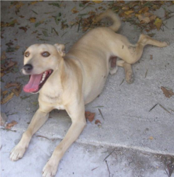 Cão encontrado, macho, de cor creme, em Guimarães Sany0210