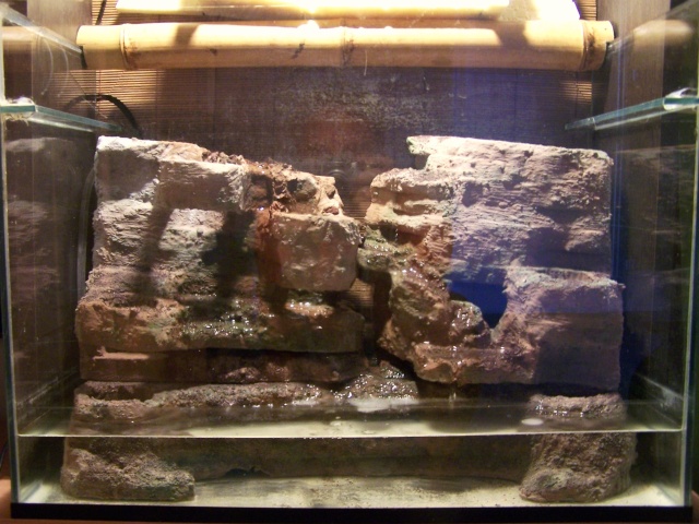 Paludarium Version 2 de Ced007 100_7614