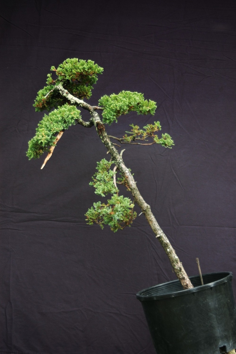 Juniperus Procumbens Literati Dsc_7613