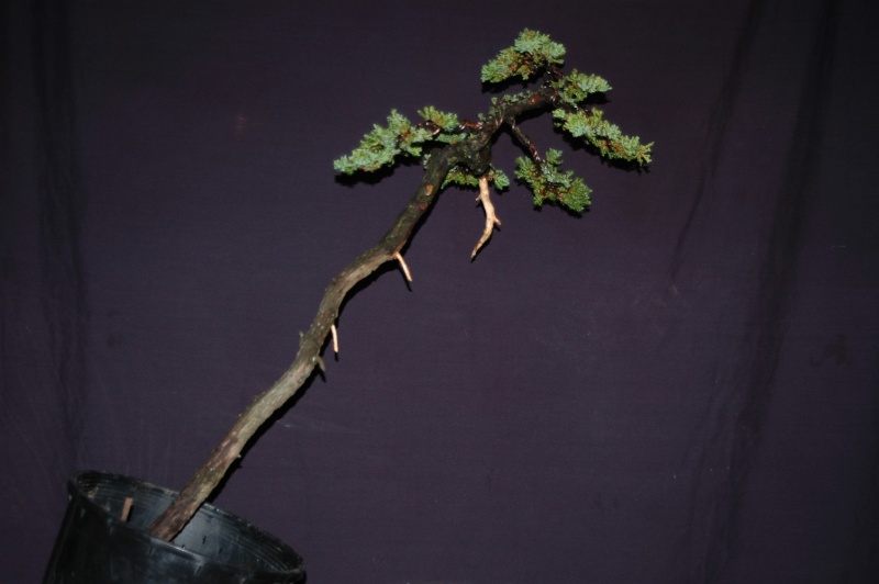 Juniperus Procumbens Literati Dsc_7614