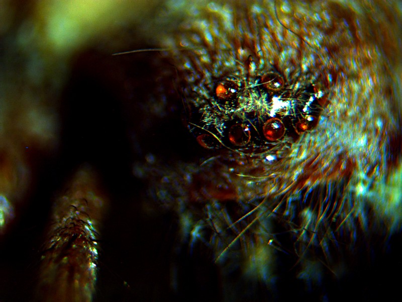 les yeux de l'araignée Is_cap10