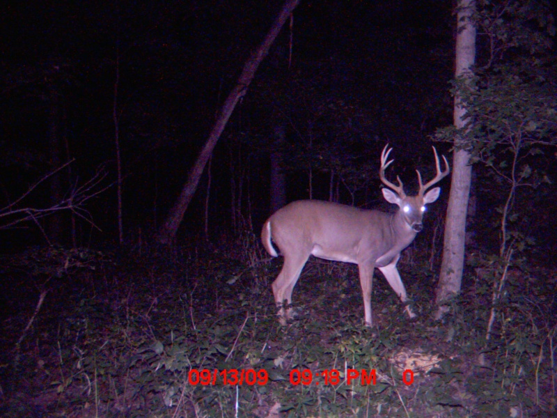 Mentone, Indiana Deer_n17