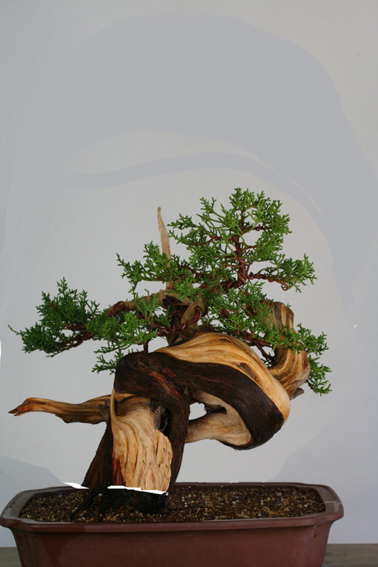 My new CA Juniper Ca-jun10