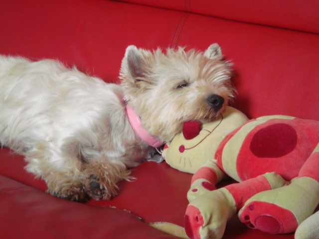 VIXENE femelle westie de 5 ans - Page 5 Dsc01211