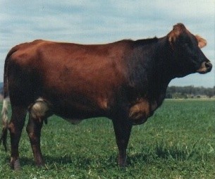 Australian Friesian Sahiwal Afs_co10