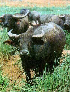 World Buffalo Breeds Buffal10