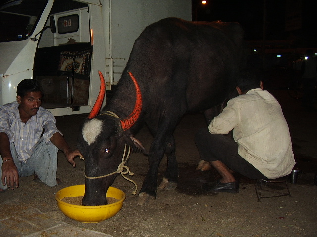 India Livestock P1240410