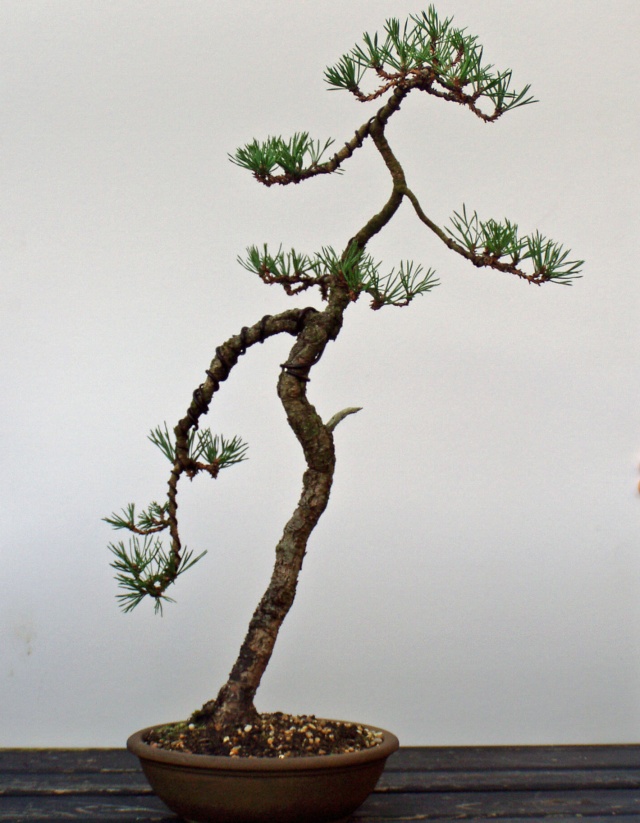 First Posting - Another Scots Pine Scots_16