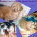 Hommage a ma chienne feeling 25134310