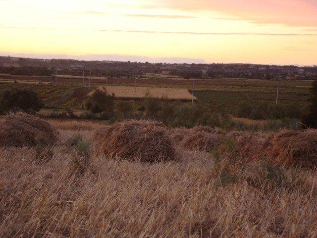 La Moisson Traditionnelle à Akermoud Akermo16