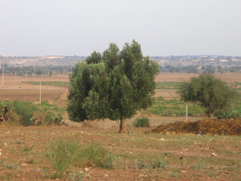 L'olivier d'Akermoud Essaou53