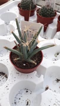 Kakteen-Piltz: semences de cactus et succulentes - Page 2 20191210