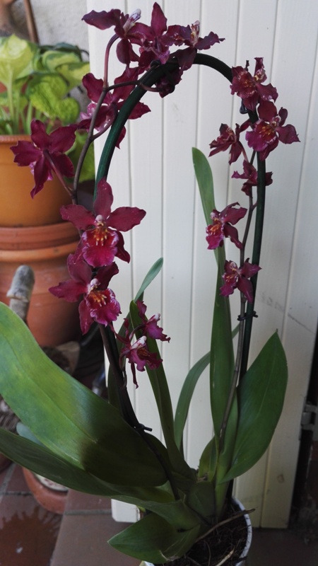 Identification d'une orchidée Am_cam11