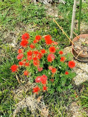 Cette belle fleur rouge, qui est-elle? [Anemone pavonina ou fulgens  'Multipetala']