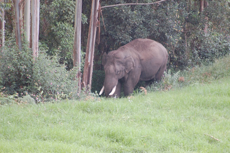 ANIMAUX EN TOUS GENRES (pris en photos personnellement et manuellement ). - Page 4 27tusk11