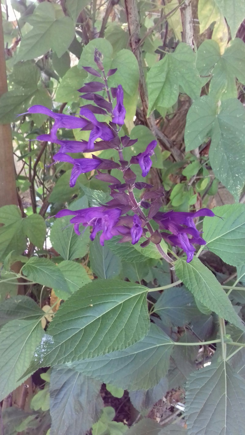 Une sauge ? Sauge des prés, salvia pratensis 20180724