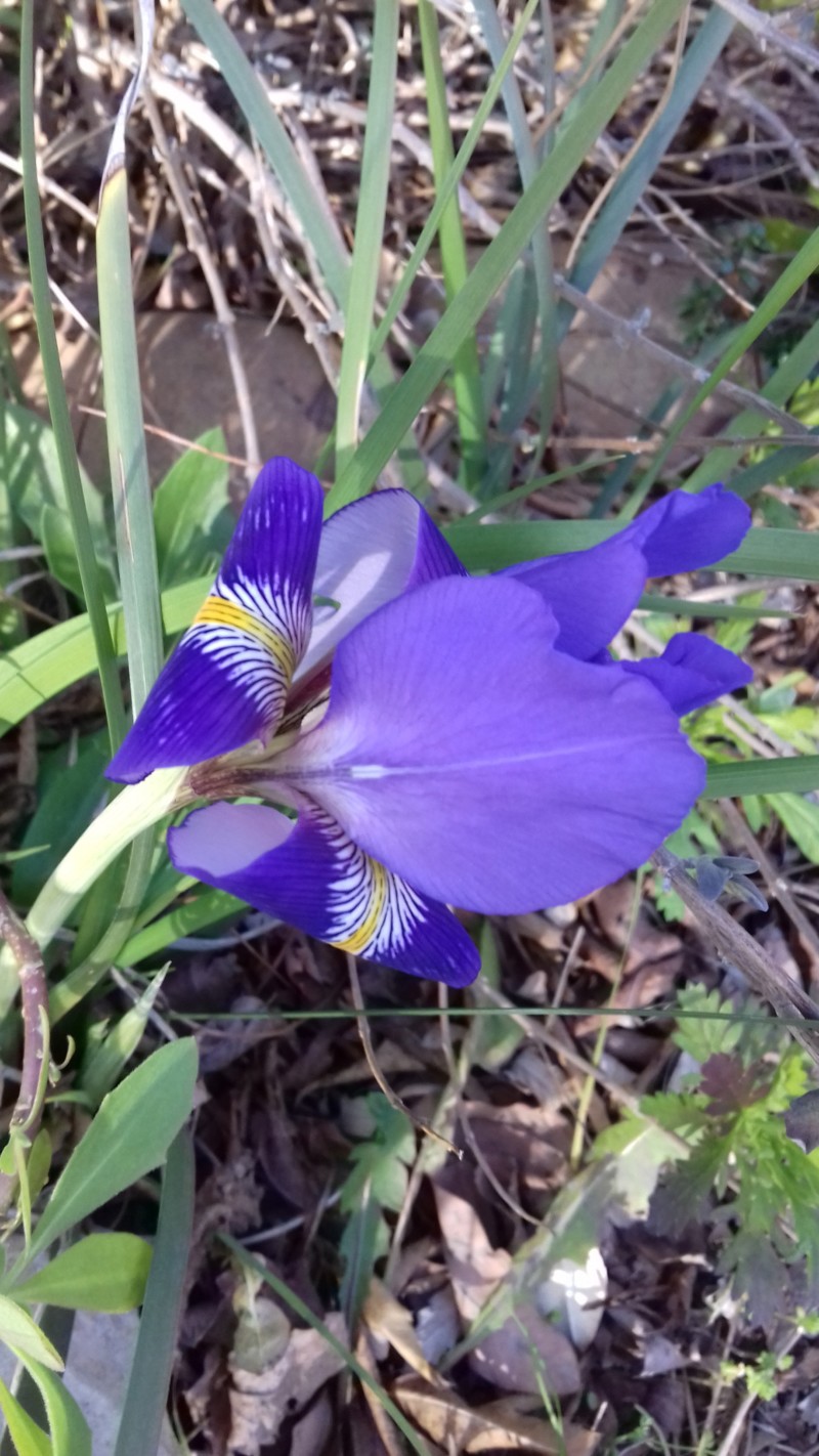 Iris unguicularis ou Iris d'Alger - Page 6 20190114