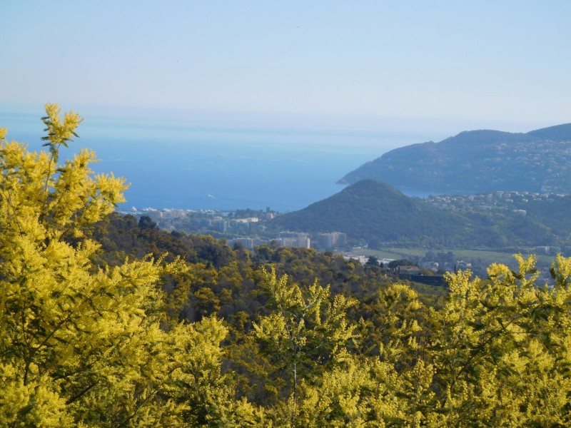 ça commence a fleurir...(Mimosa, Acacia dealbata) - Page 6 20190310