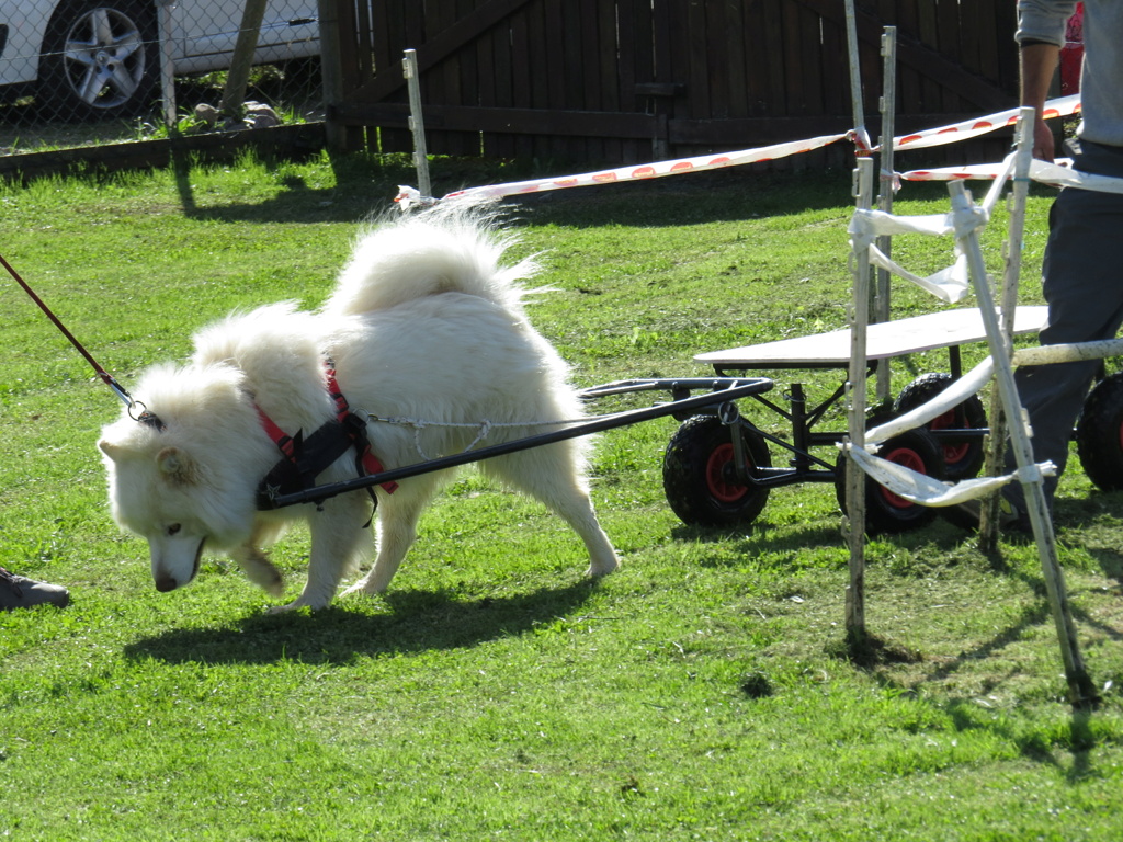 Semaine nationale du chien – Portes ouvertes club A'Croc Chien 74 sam 05/10/24 Img_0933