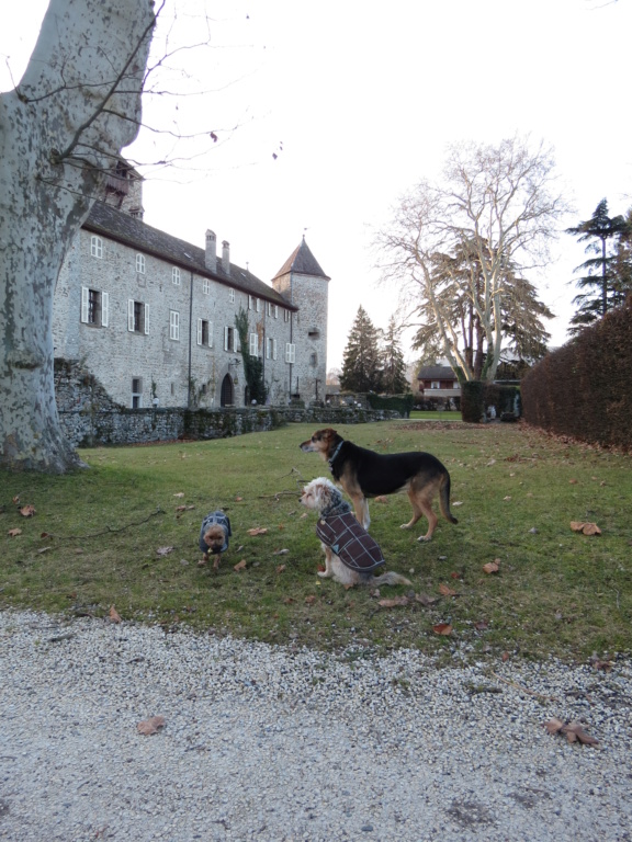 Nos bons plans vacances (Hotel ou autres) avec nos chiens ! - Page 4 Img_4223