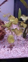 lancement aquarium // mes plantes jaunissent 20220115