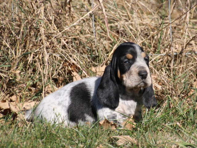 les chiots de LIlas  Img_1210