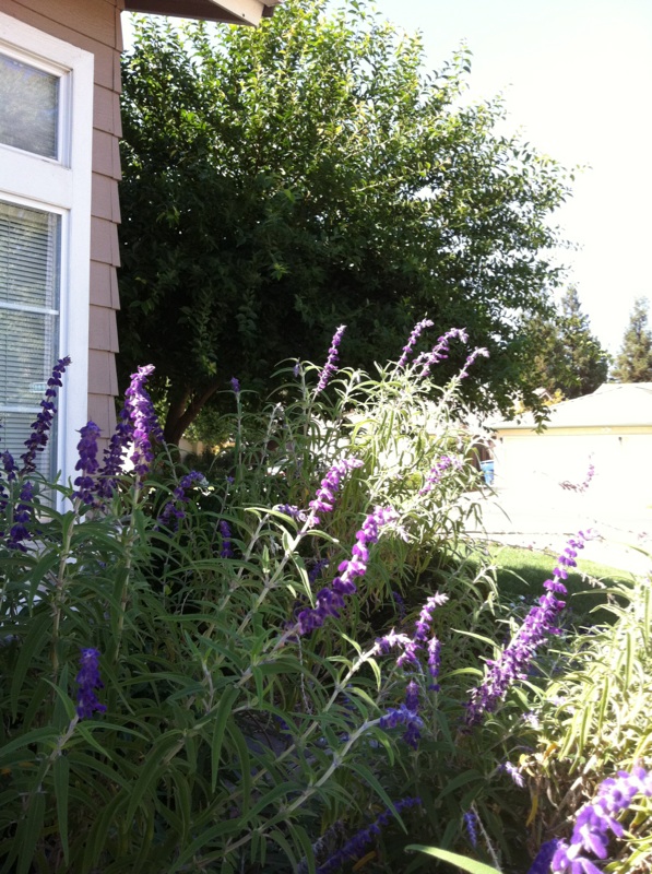 Butterfly/Pollinator Havens - Which plants are your favorite to cultivate? - Page 4 10-03-10