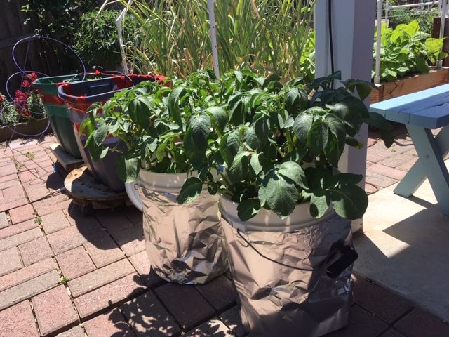 potato - Do we use MM for potato grow bags? Bucket10