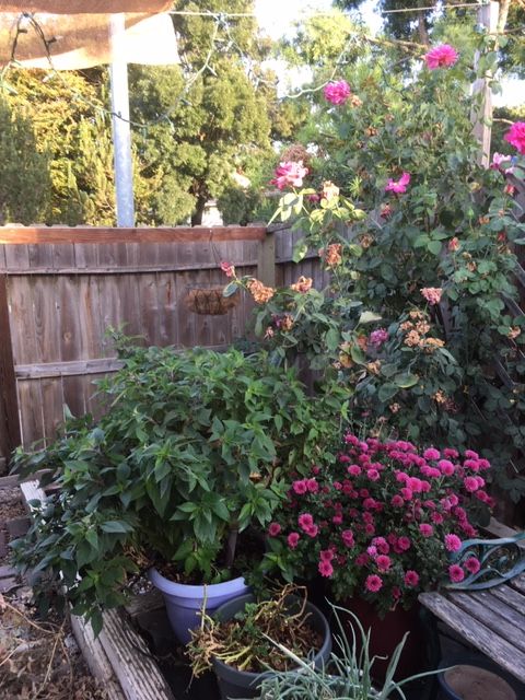 Butterfly/Pollinator Havens - Which plants are your favorite to cultivate? - Page 4 Garde100