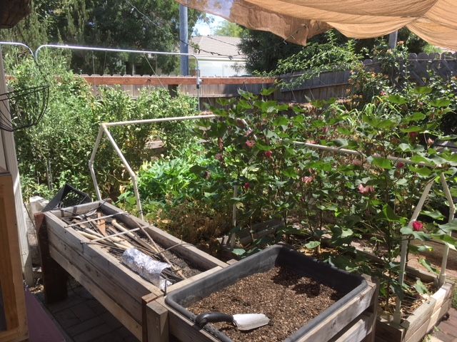 Sanderson's Urban SFG in Fresno, California - Page 4 Garden16