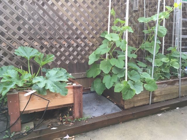 Sanderson's Urban SFG in Fresno, California - Page 7 Garden55