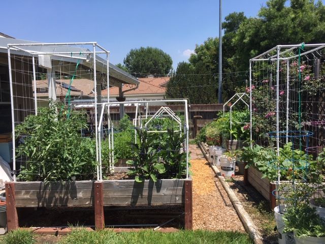 Sanderson's Urban SFG in Fresno, California - Page 7 Garden56