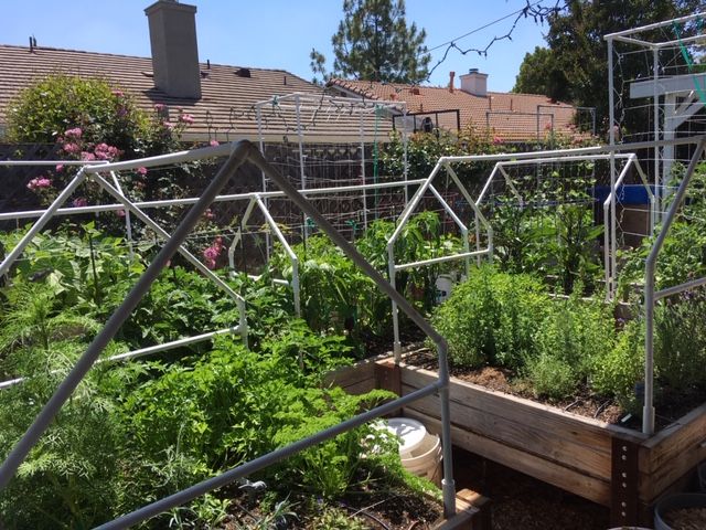 Sanderson's Urban SFG in Fresno, California - Page 7 Garden57