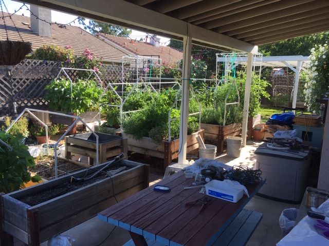 Sanderson's Urban SFG in Fresno, California - Page 7 Garden59