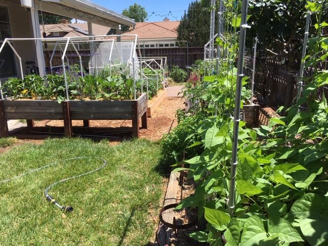 Garlic - Sanderson's Urban SFG in Fresno, California - Page 8 Garden80