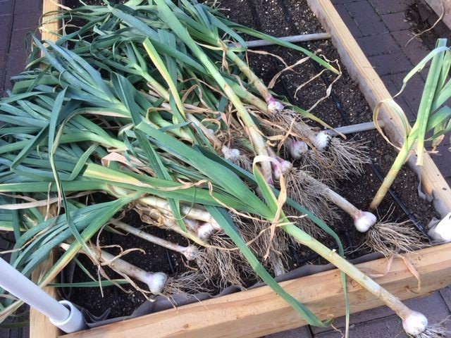 Garlic - Transplanting garlic in mid-season Garlic12