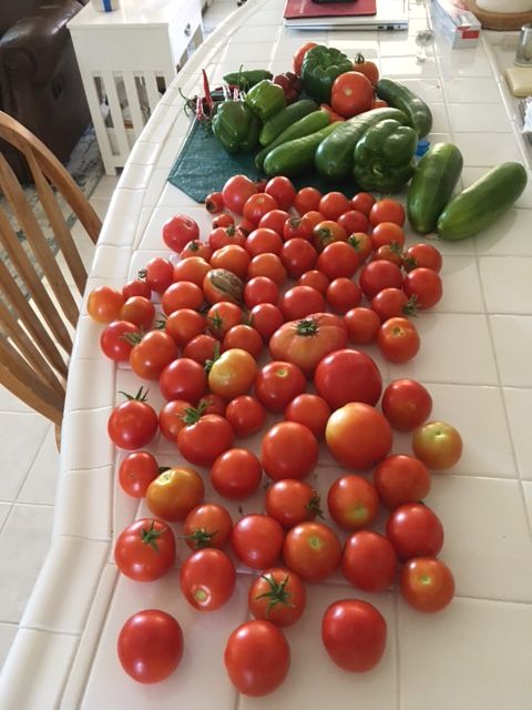 What Have You Picked From Your Garden Today - Page 8 Harves24