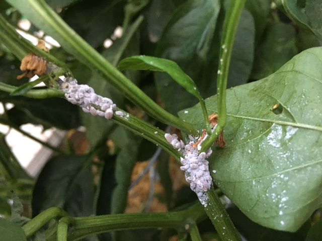 MEALY BUGS!!!!!! Mealy_17