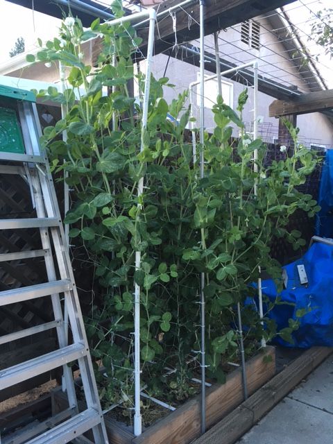 Assistance Needed: Sugar Snap Peas Yellowing and Wilting Peas_s17