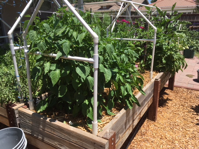 Sanderson's Urban SFG in Fresno, California - Page 4 Pepper10