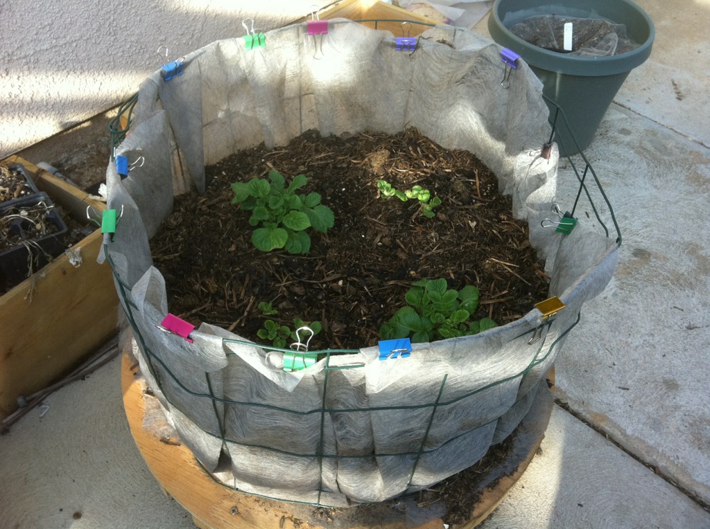 Do we use MM for potato grow bags? Potato12