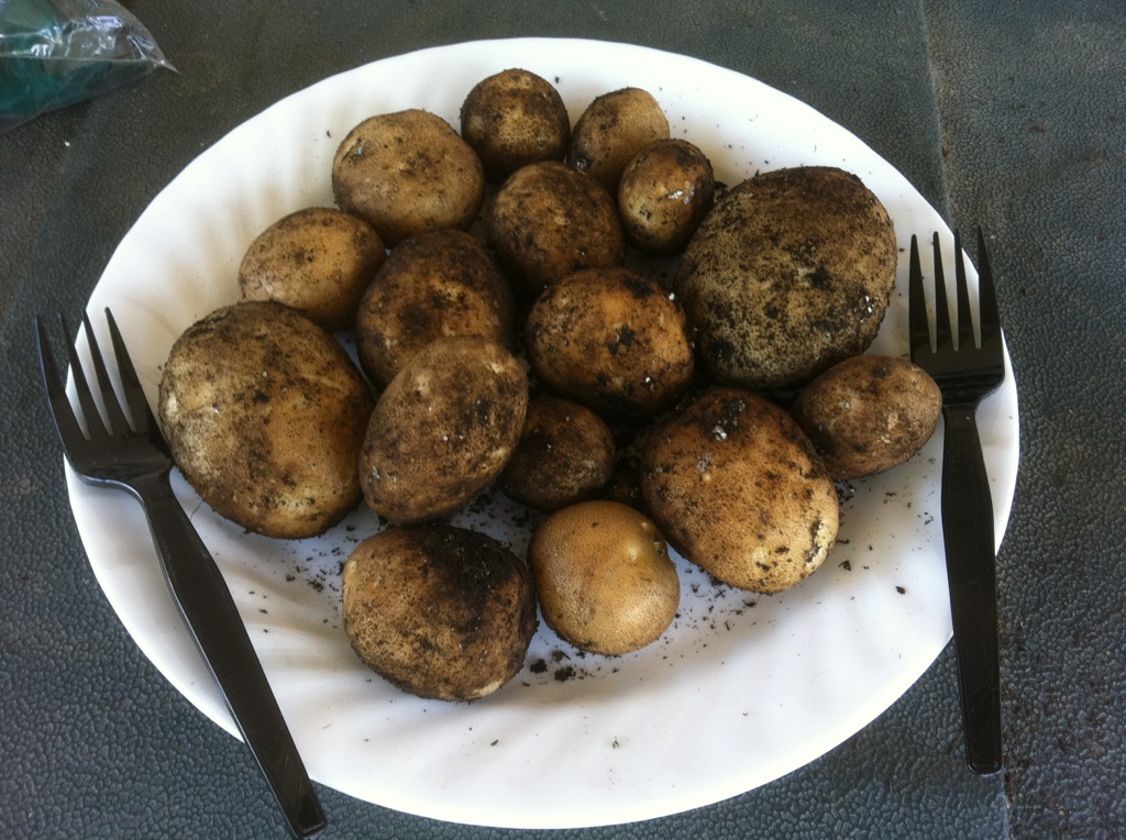 potato - Do we use MM for potato grow bags? Potato13