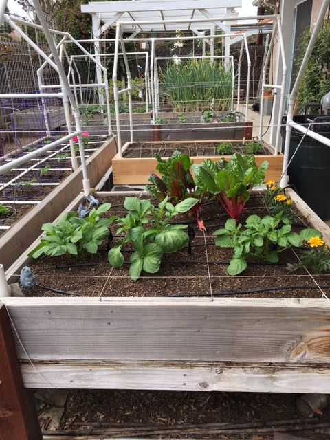 When/how often to add soil arround potatoes Potato15