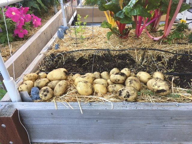 Potatoes - Yukon Gold Potatoes in Table Top Beds Potato26