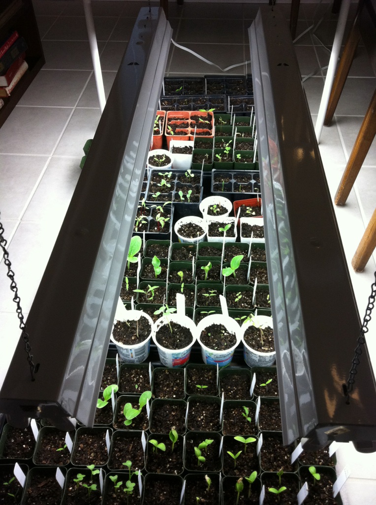 Seed Trays - Heavy Duty Seed_d10
