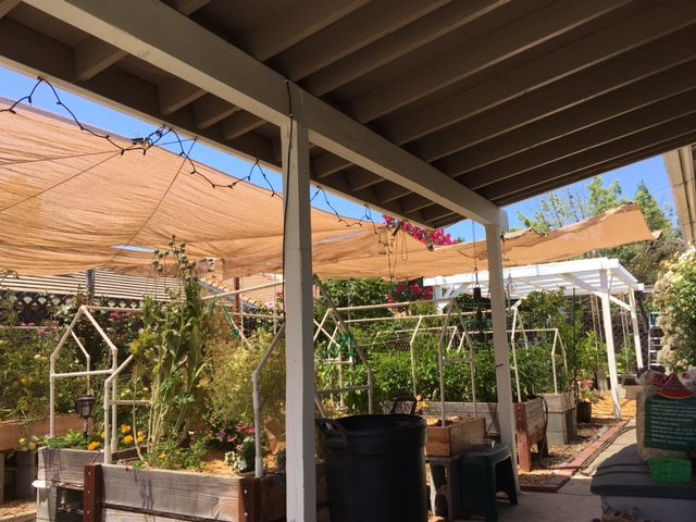 June: What to plant in Northern California and Central Valley areas Shade_36